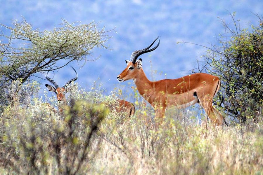 15 Day Kenya & Tanzania with Serengeti & Rwanda: A Safari Journey
