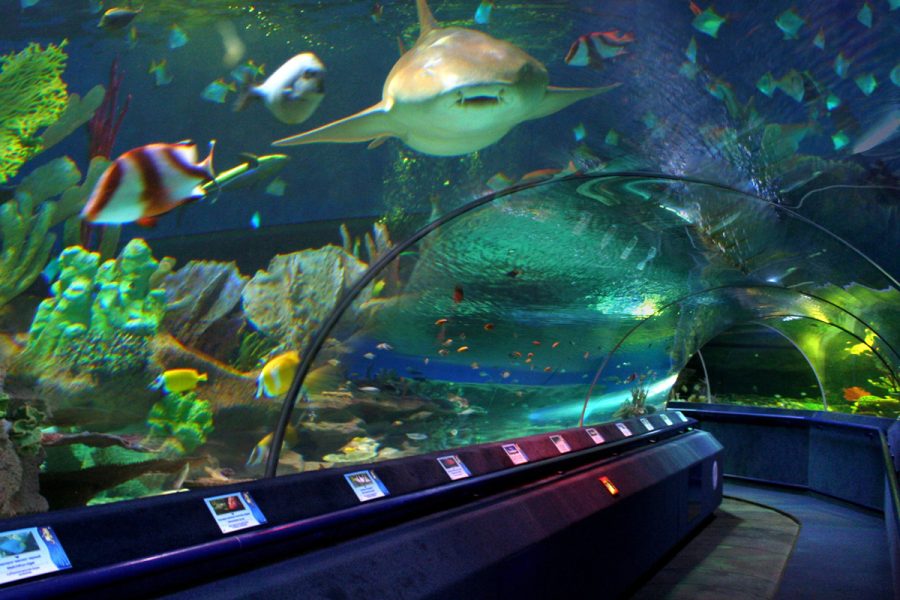 Istanbul Aquarium Tour