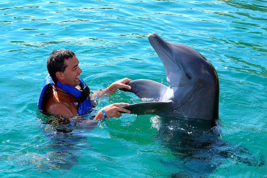 Bodrum Swimming with Dolphins