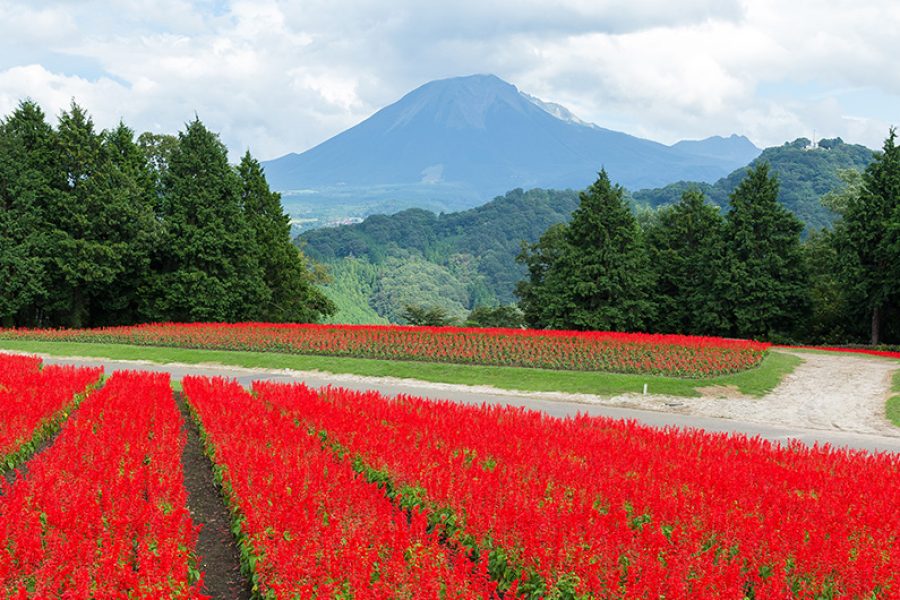 12-Day Japan Grand Cultural Discovery