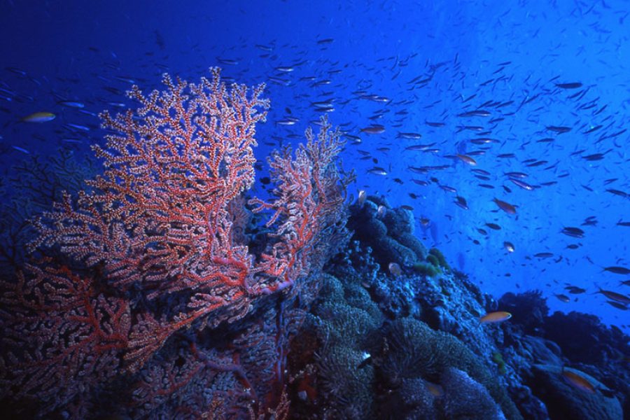 16 Day Discover Australia with Tasmania Exploration