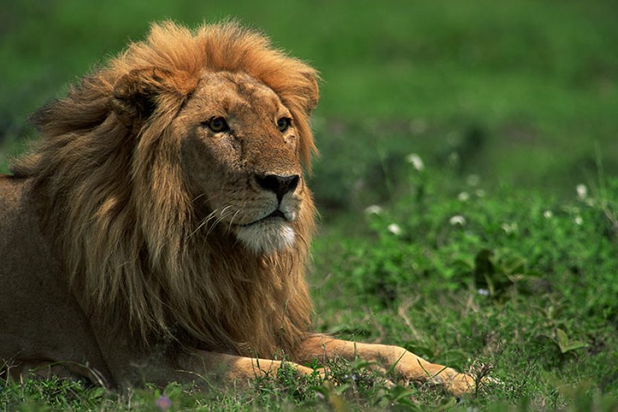 12 Day Zambia, Botswana & South Africa Adventure