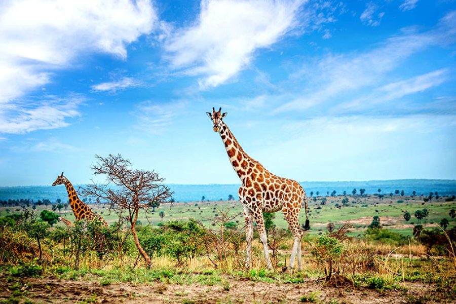 11 Day Uganda Wildlife Exploration