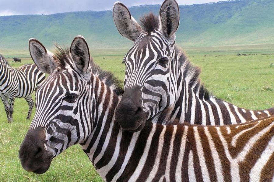 12 Day Classic South Africa