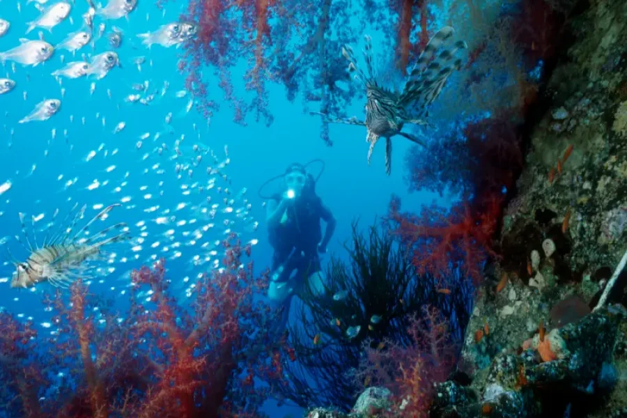 Beneath the Red Sea tour