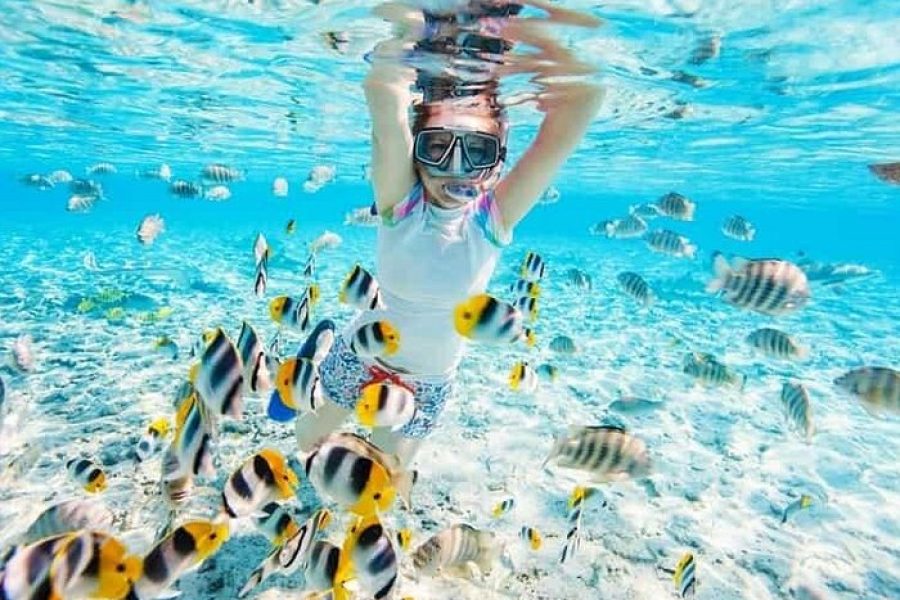 Ras Mohammed & White Island: Snorkel, Optional Dive & Lunch